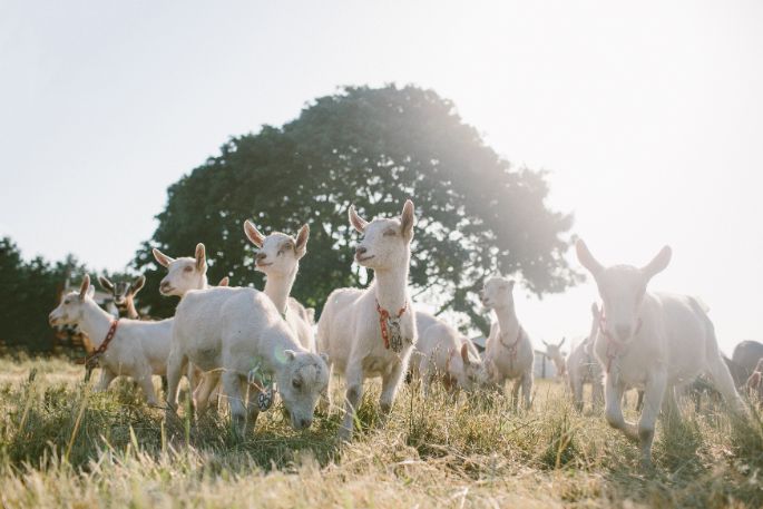 Unique-Photo---Goats.jpg