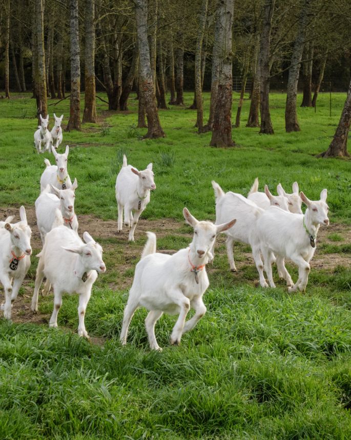 Dairy_Goats_Frolic_Crop