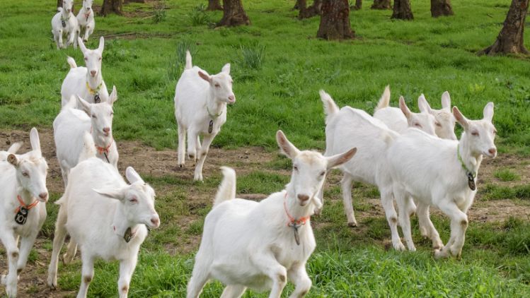 Dairy_Goats_Frolic_Crop