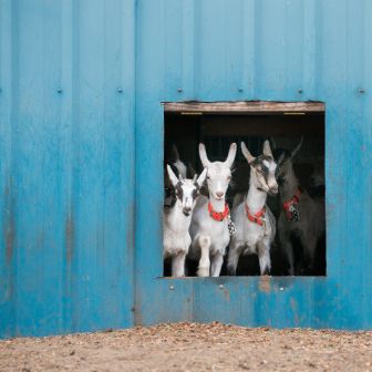 Kids-Turquoise-Barn---Cypress-Grove-Chevre.jpg