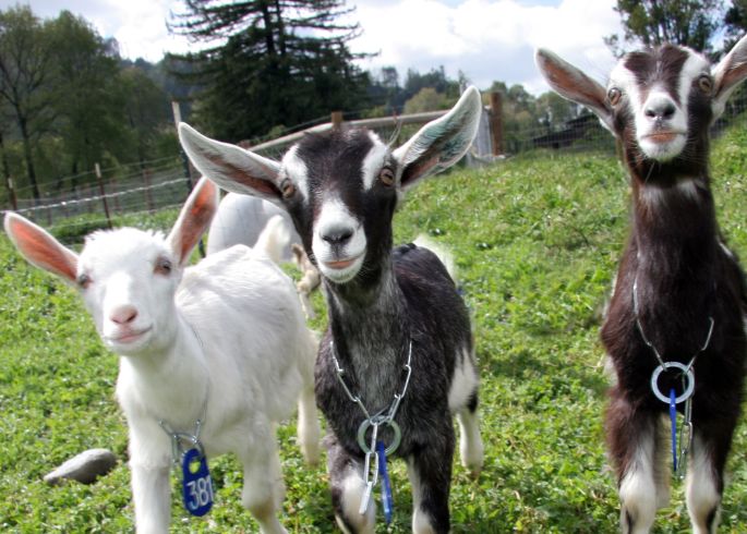 Goats-TheBabies.jpg