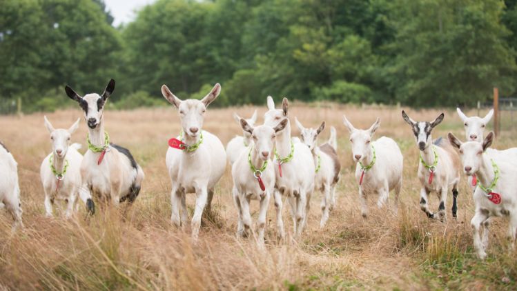 ___Field-of-Goats---Cypress-Grove-Chevre.5338321356641461536.jpg