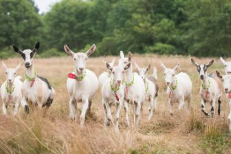 ___Field-of-Goats---Cypress-Grove-Chevre.5338321356641461536.jpg