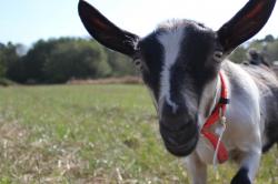 Baby Goat, Close to Camera